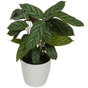 Calathea 'Compactstar' + Cachep Branco